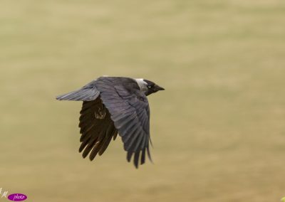Grajilla (Corvus monedula)-8562