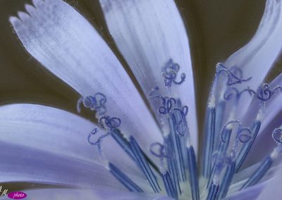 achicoria achicoria común (Cichorium intybus) apilada-01