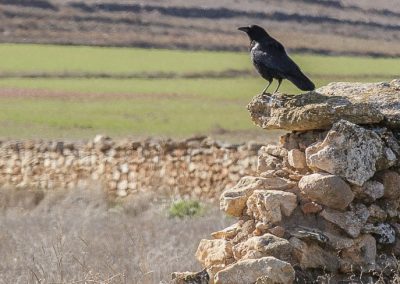 cuervo grande (Corvus corax)-4965