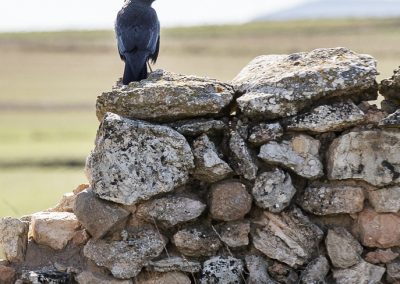 cuervo grande (Corvus corax)-4968