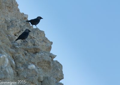 Grajilla(Corvus monedula)