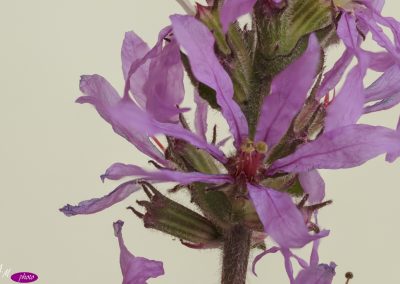 arroyuela (Lythrum salicaria) stacking 5