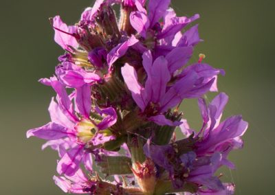 arroyuela (Lythrum salicaria)_MG_5986