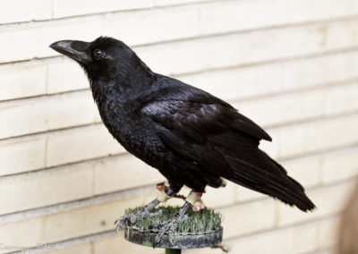 cuervo común (Corvus corax)_MG_7164