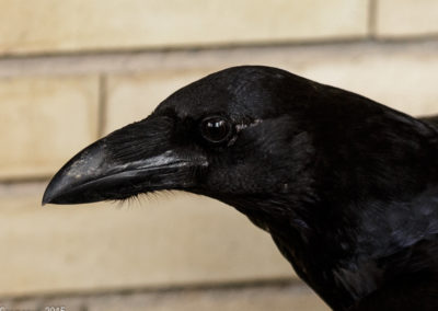 cuervo común (Corvus corax)_MG_7176-2