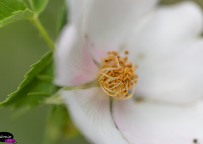 Rosa canina (rosal silvestre_IMG_4499-CR2_DxO_DeepPRIME