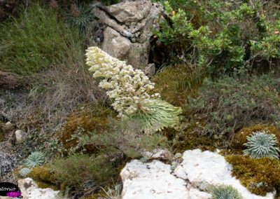 Saxifraga longifolia (corona de rey)_IMG_4458-CR2_DxO_DeepPRIME