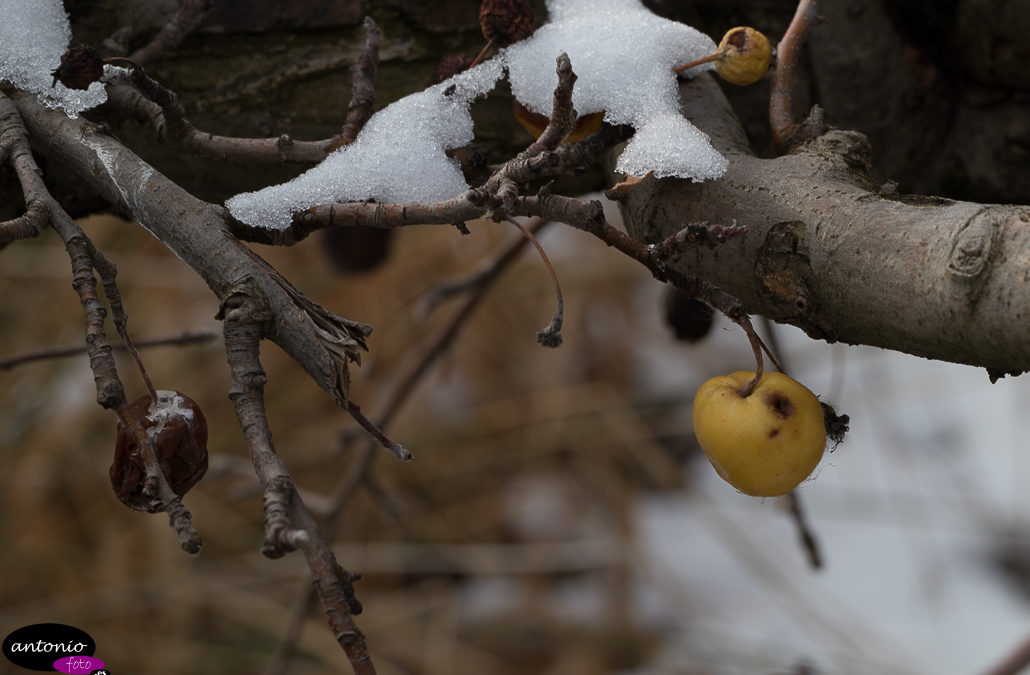 Nieve en la sierra de Algairén