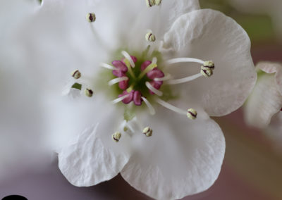 peral de flor (Pyrus calleryana)_apilada08