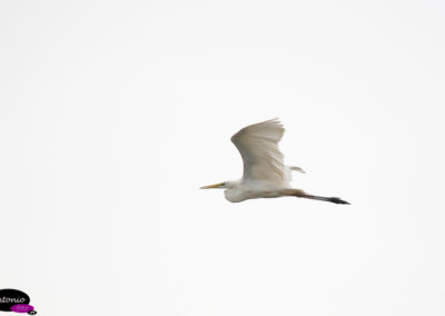 garza bueyera (Bubulcus ibis)_DS_4900