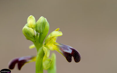 Montes de Zuera. Ophrys lupercalis.