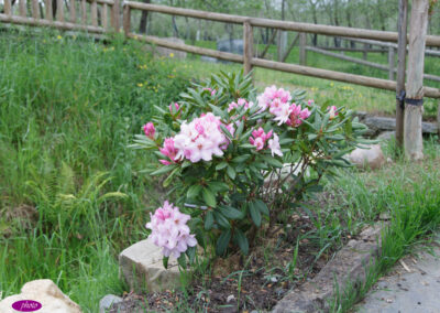 rododendro en Grandas de salime-0665