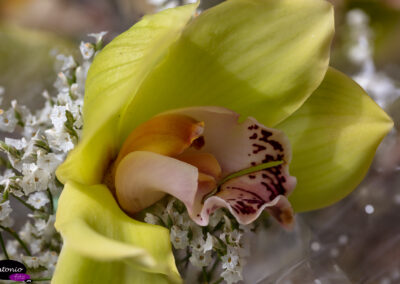 Orquídea01
