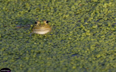 Ranas en el barranco de la Mare de Deu del Camí